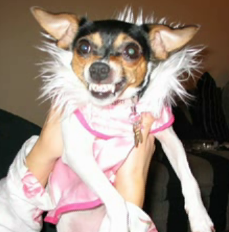 Dog Dressed Up in Pink and Heels